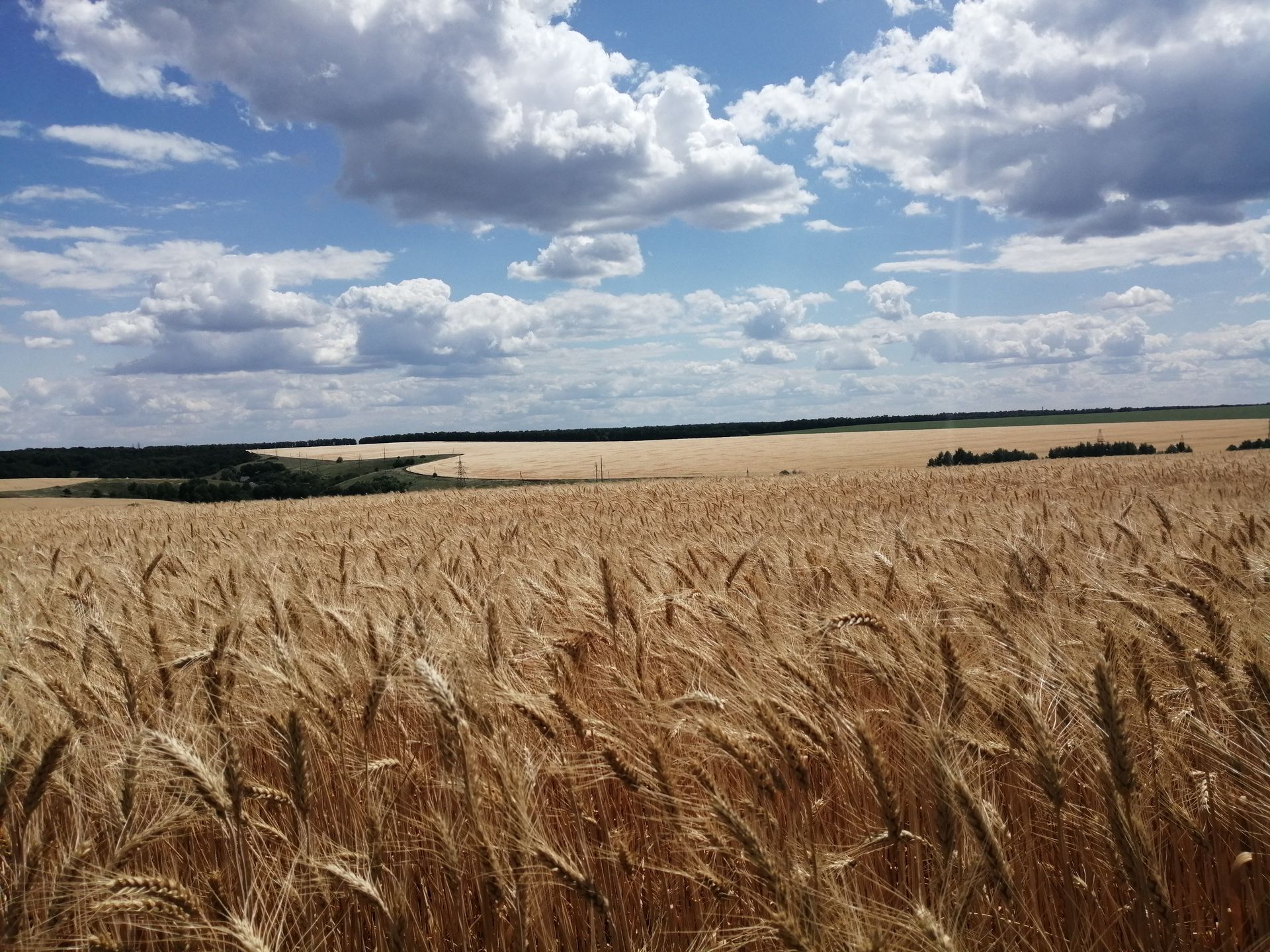 A golden wheat field rolling to the horizon under a wide blue sky