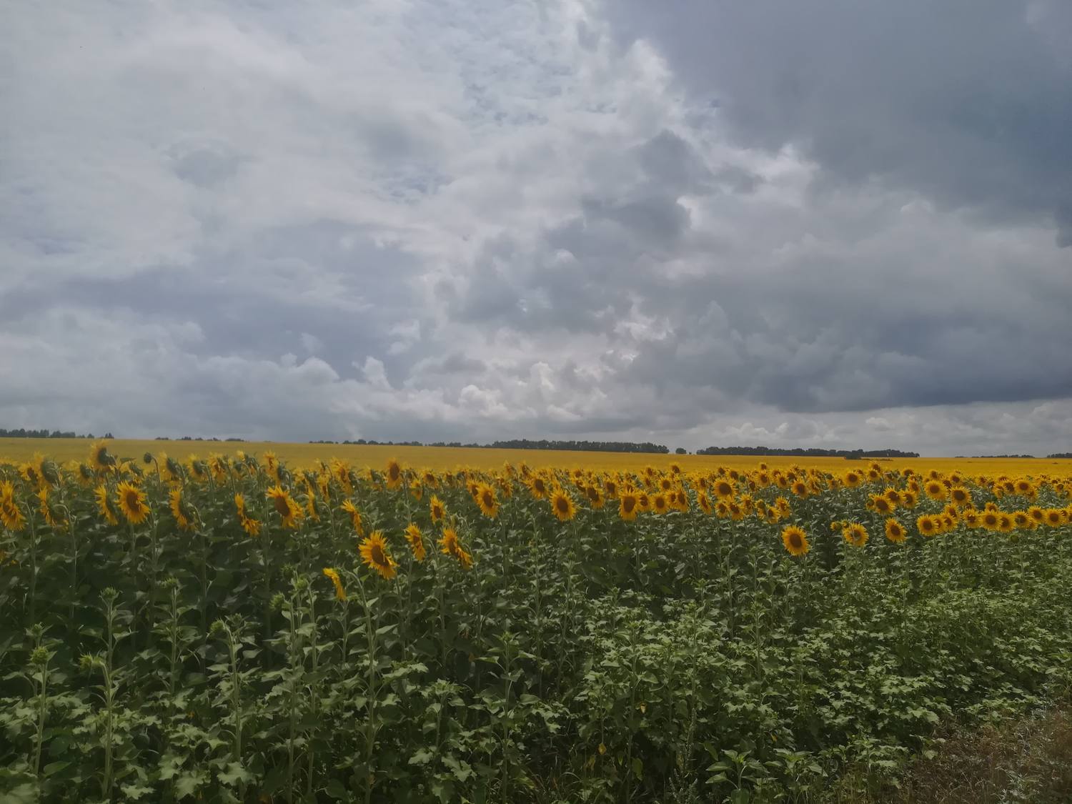 A field of sunflowers turning gold beneath heavy grey clouds