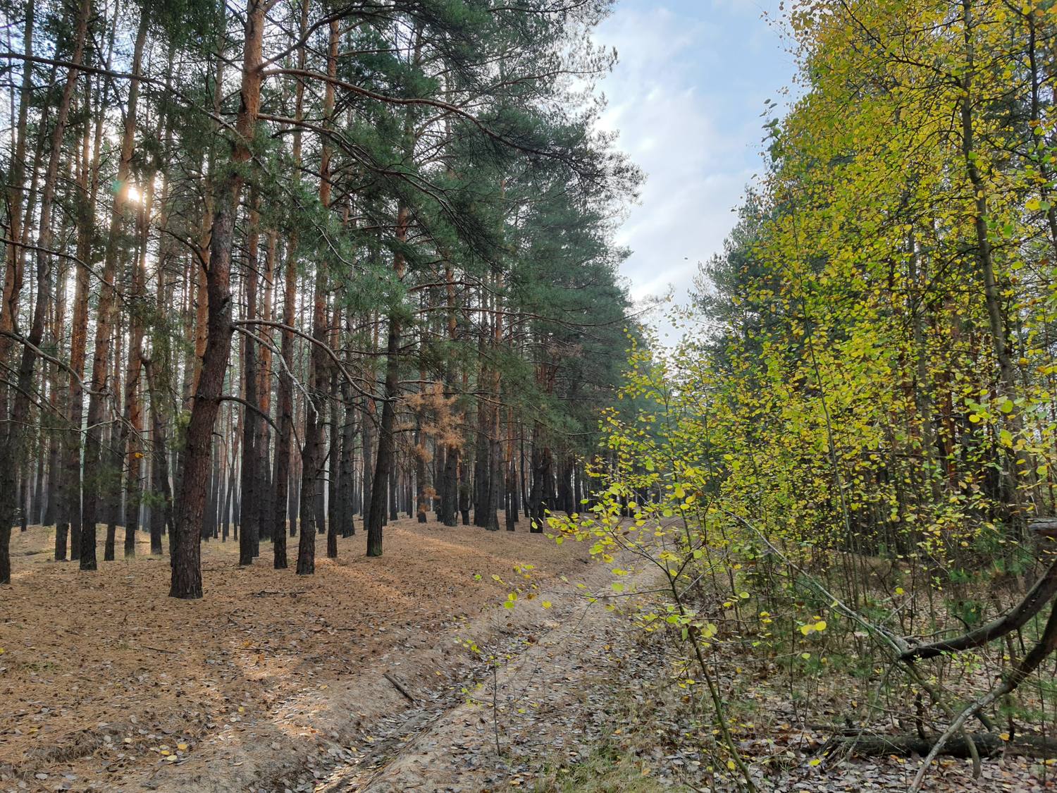 A sandy path winding through tall pine woods in autumn