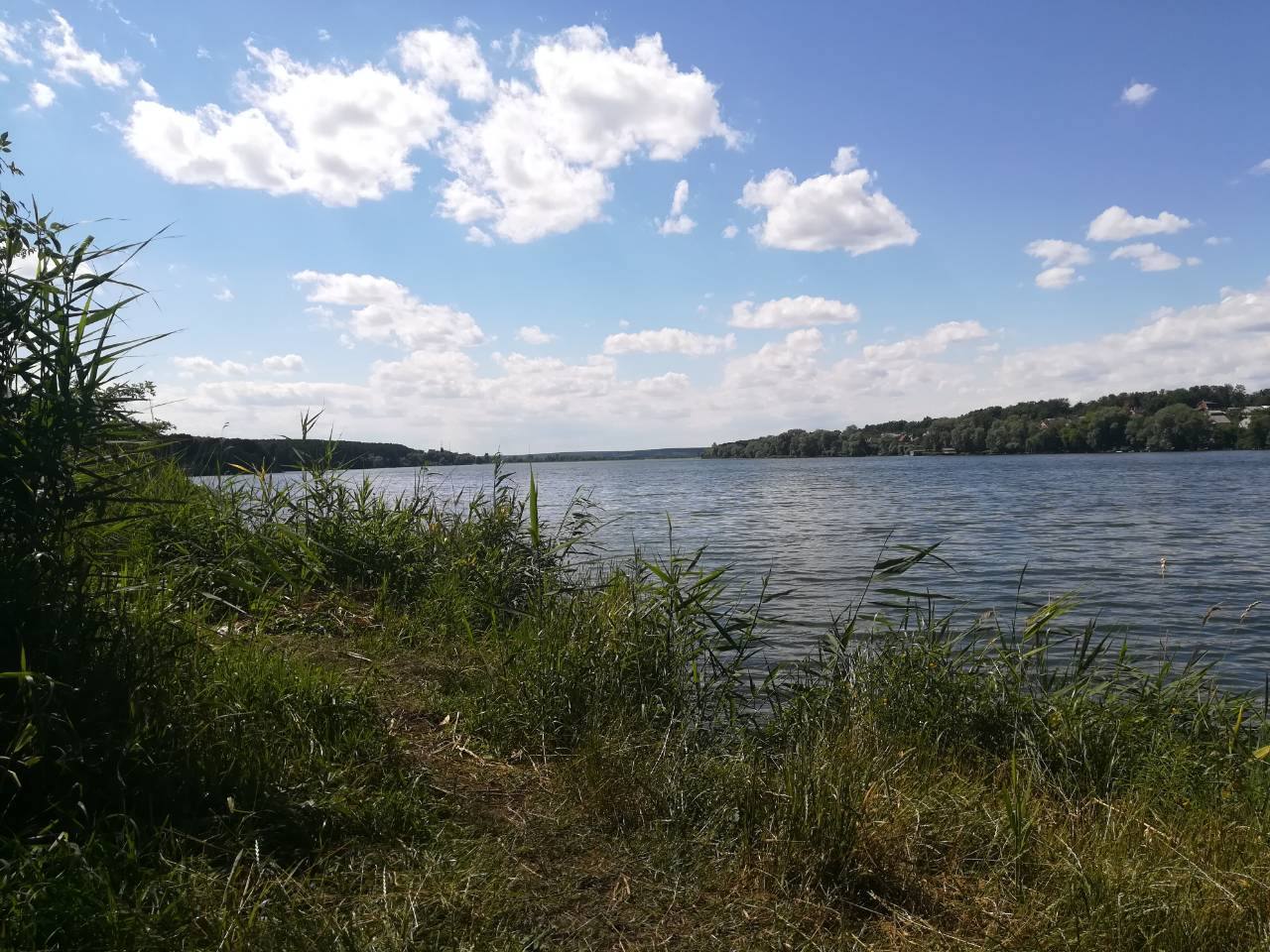 A blue summer lake fringed with reeds under a cloud-dappled sky